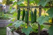 Beit Alpha Cucumber Raised Bed v3
