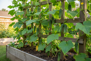 Boston Pickling Cucumber Raised Bed