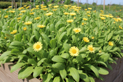 Broad Leaf Edible Chrysanthemum — Garden