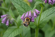 Bumblebee Foraging Inside Tubular Comfrey Flower