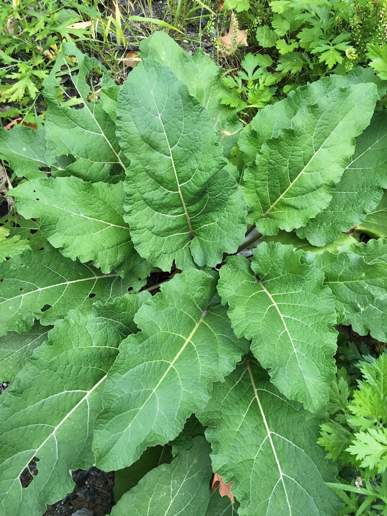 Close-up of burdock leaves showing large heart-shaped leaves with prominent white veins