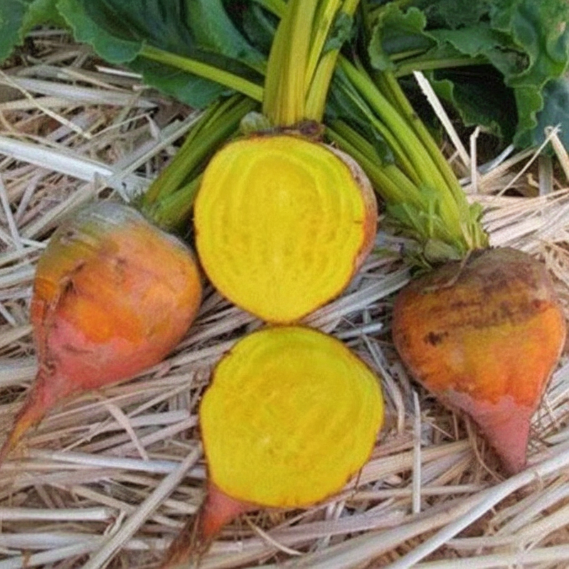 Burpee Golden Beet - Harvest Photo
