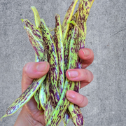 Rattlesnake, Pole Beans, Heirloom Seeds, Open Pollinated Container Gardening Vegetable Garden Seeds Non-GMO - BoxGardenSeedsLLC - Beans / Dry Beans - Seeds - USA Seller, Thank you for shopping here today, Naturally Grown GMO Free Seeds, Heirloom Open Pollinated Seeds, Fresh Top Quality Premium Seeds