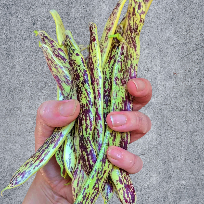 Rattlesnake, Pole Beans, Heirloom Seeds, Open Pollinated Container Gardening Vegetable Garden Seeds Non-GMO - BoxGardenSeedsLLC - Beans / Dry Beans - Seeds - USA Seller, Thank you for shopping here today, Naturally Grown GMO Free Seeds, Heirloom Open Pollinated Seeds, Fresh Top Quality Premium Seeds