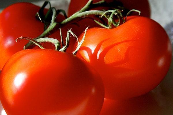 Moneymaker Tomato