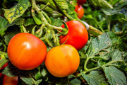 Moscow Tomato