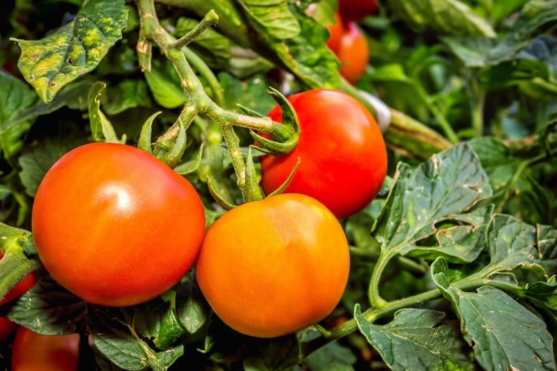 Moscow Tomato