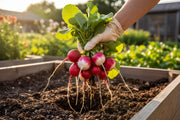 Confetti Mix Radish — Garden Harvest