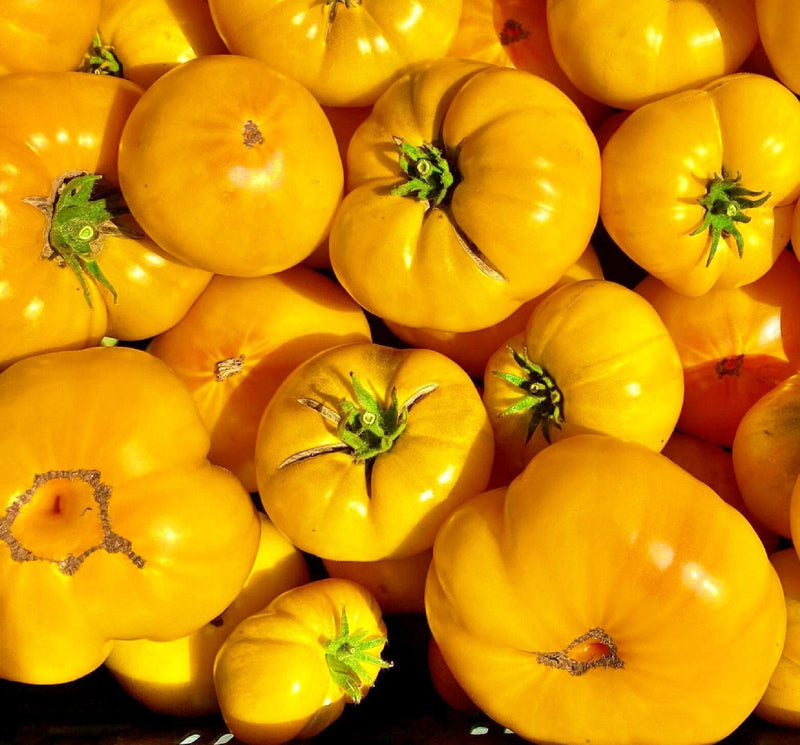 Azoychka Tomato