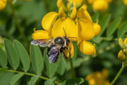 Carpenter Bee on Wild Senna Flowers