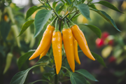 Cayenne Golden – Close-up