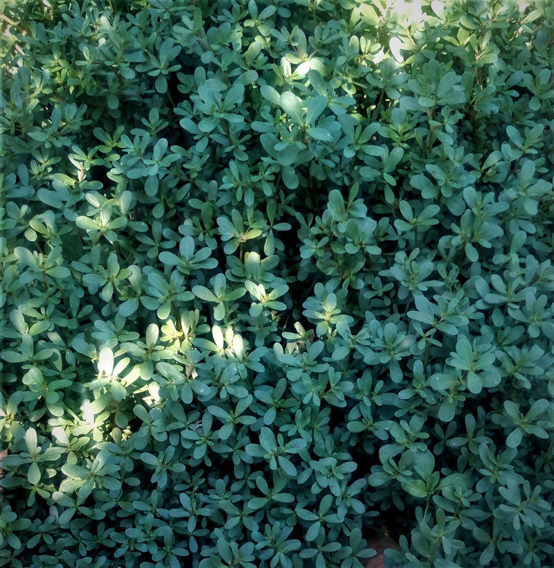 Common purslane