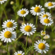 Chamomile