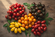 Cherry Tomato Kit - Abundant