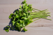 Chinese Celery Light Green — Harvest Bunch