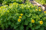 Chop Suey Greens Shungiku — Garden