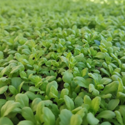 Chrysanthemum Broad Leaf — Baby Leaf Stage