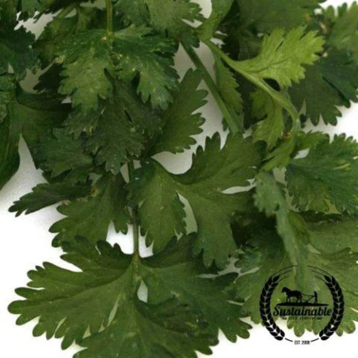 Santo Cilantro  Heirloom Seeds
