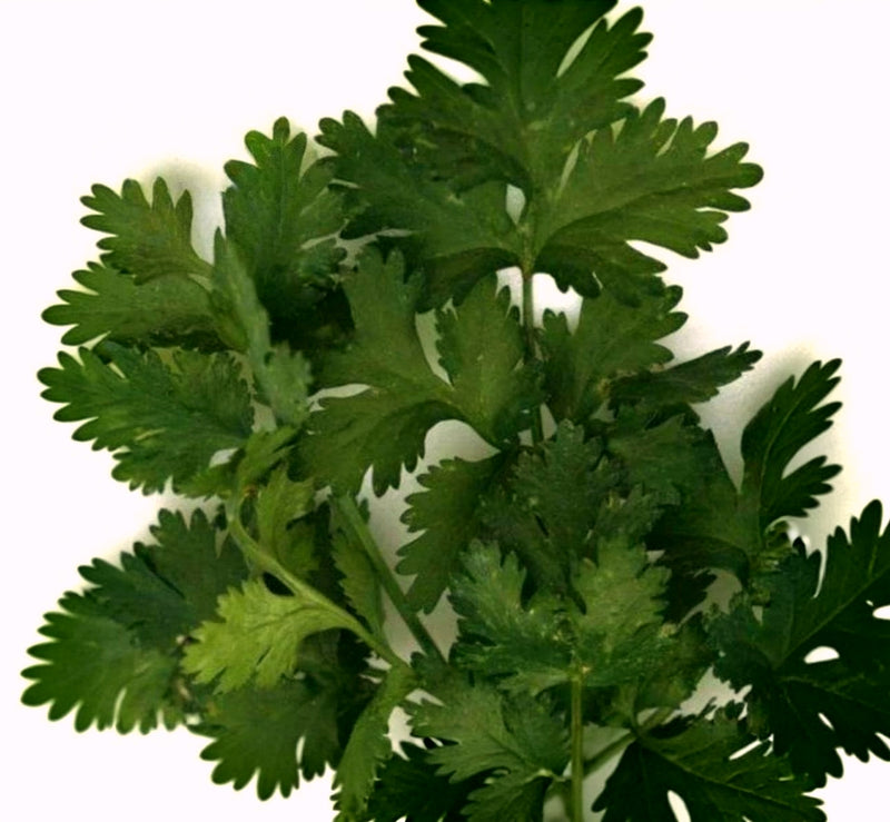 Santo Cilantro  Heirloom Seeds