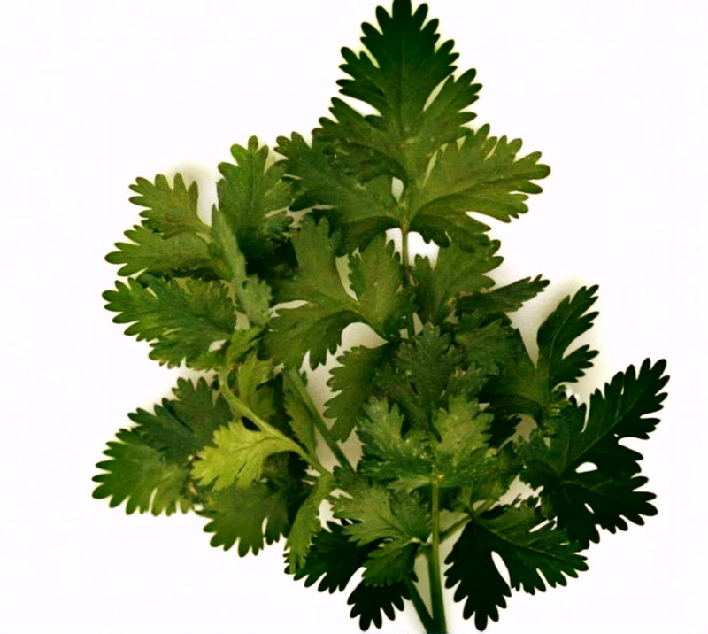Santo Cilantro  Heirloom Seeds