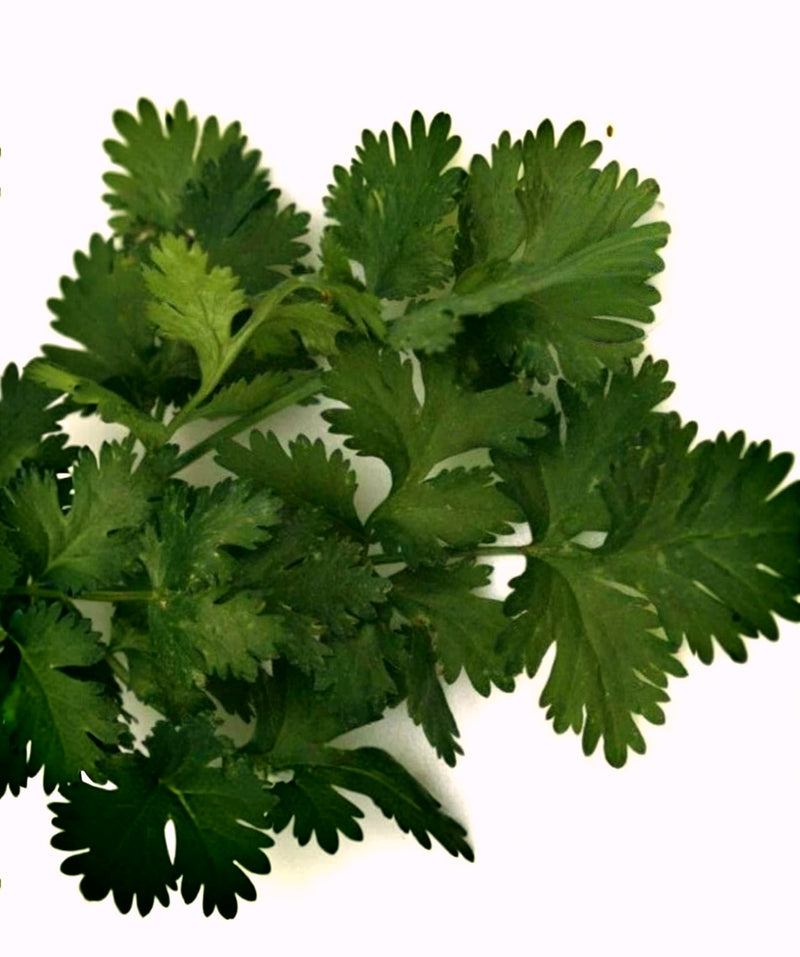 Santo Cilantro  Heirloom Seeds