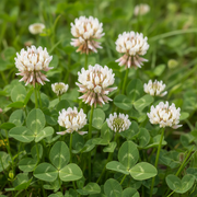 Clover