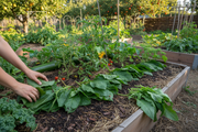 Comfrey Leaves Used as Chop-and-Drop Mulch in Permaculture Garden