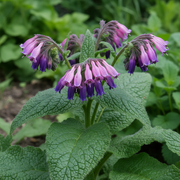 Comfrey Plant with Large Leaves and Purple-Pink Flowers
