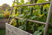 Cool Customer Cucumber Raised Bed