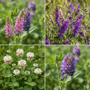 Cover Crop Collage