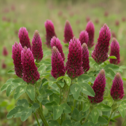 Crimson Clover