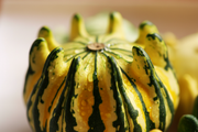 Crown of Thorns Gourd — Close-up Macro