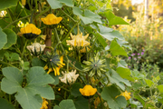 Crown of Thorns Gourd — Garden on the Vine