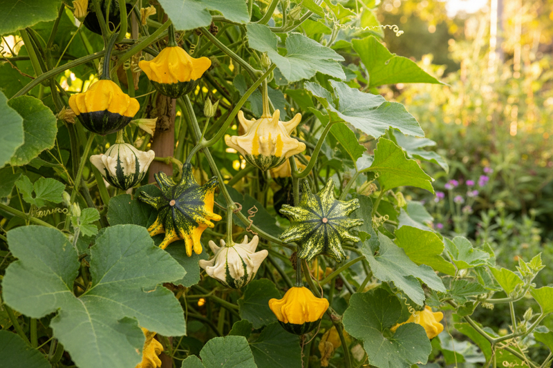 Crown of Thorns Gourd — Garden on the Vine