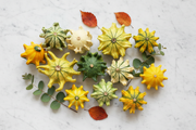 Crown of Thorns Gourd — Overhead Flat Lay