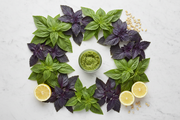 Culinary Blend Basil — Flat Lay with Pesto Props