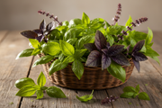 Culinary Blend Basil — Harvest Basket