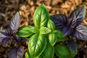Culinary Blend Basil — Macro Leaf Contrast