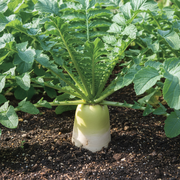 Daikon Radish