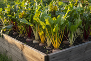 Detroit Beet Seed Collection Raised Bed