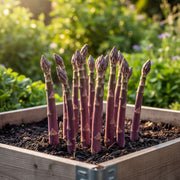 Argenteuil Asparagus Growing in Raised Bed