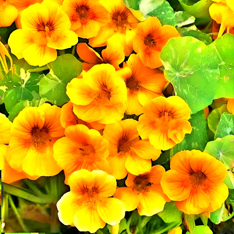 Alaska Gold Dwarf Nasturtium Heirloom Seeds