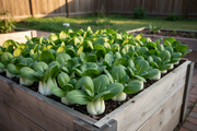 Dwarf White Stem Pak Choi in Raised Bed