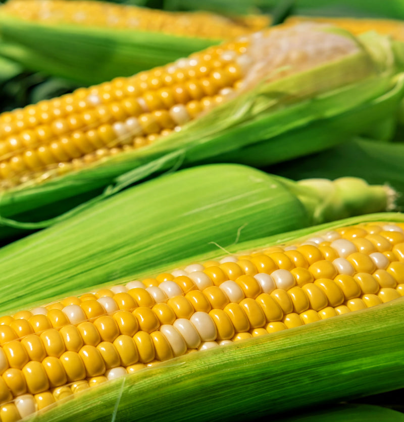 Double Standard Sweet Corn – Early Maturing Bicolor Open Pollinated Seeds