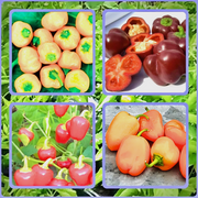 Mini Bell Mix, Sweet Bell Pepper - BoxGardenSeedsLLC - Peppers,Eggplants - Seeds - USA Seller, Thank you for shopping here today, Naturally Grown GMO Free Seeds, Heirloom Open Pollinated Seeds, Fresh Top Quality Premium Seeds