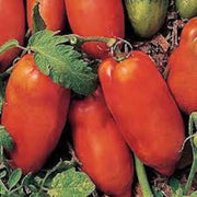 A close-up image of ripe, red tomatoes with green leaves, surrounded by other vegetables.