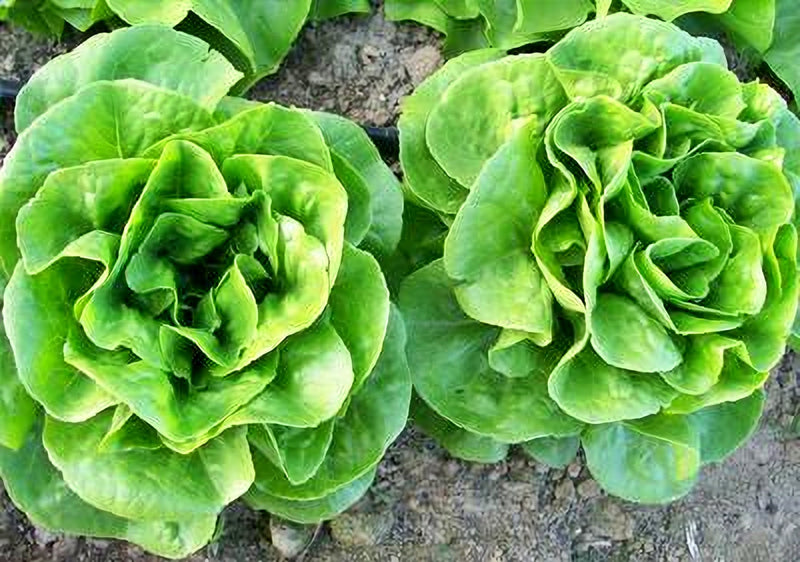 two large, fresh heads of lettuce growing in a garden.