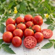 Early Tanna Tomato