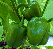A close-up view of green bell peppers growing on a plant, with their vibrant color and curved stems visible.