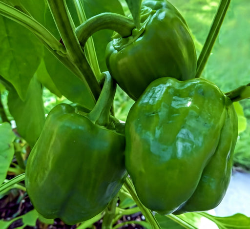 A close-up view of green bell peppers growing on a plant, with their vibrant color and curved stems visible.